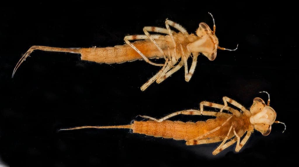 A beadhead nymph pattern photographed closely, showing wire ribbing and a gold bead